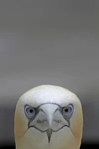 Aquatic Birds Images Stampe: Gannets