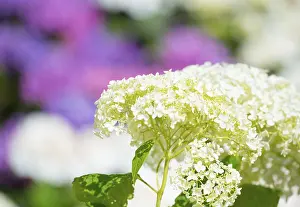 Bigleaf Hydrangea Stampe: Garden hydrangea or bigleaf hydrangea (Hydrangea macrophylla)