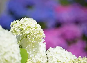 Bigleaf Hydrangea Stampe: Garden hydrangea or bigleaf hydrangea (Hydrangea macrophylla)