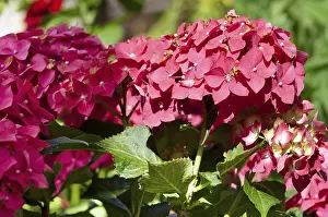 Nature Garden Flowers Stampe: Garden hydrangea (Hydrangea macrophylla)