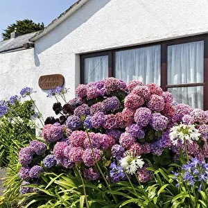 Hydrangea Macrophylla Stampe: Garden hydrangea (Hydrangea macrophylla)