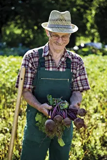 Beetroot Cultivation Stampe: Gardener with beetroot
