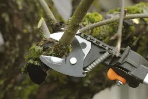 Deciduous Tree Gardening Stampe: Gardener pruning old fruit tree with pruning shears