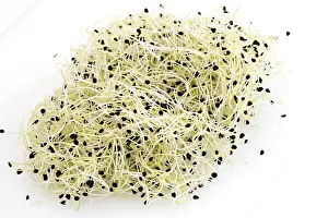 Garlic Sprouts Stampe: Garlic sprouts