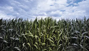 Agricultural Field Cultivation Stampe: Genetically modified maize