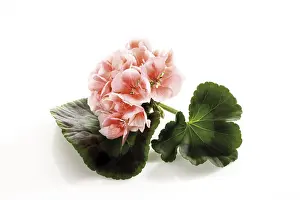 Deserted Rose Blossom Stampe: Geranium, rose