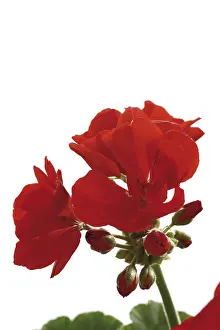 Deserted Garden Flowers Stampe: Geraniums, red