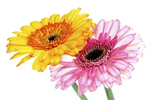Asteraceae Inflorescence Stampe: Gerbera