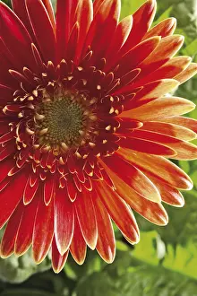 Studio Botany Photos Stampe: Gerbera