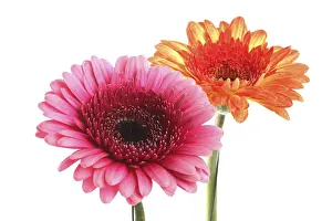 Cut Flower Studio Shot Stampe: Gerbera