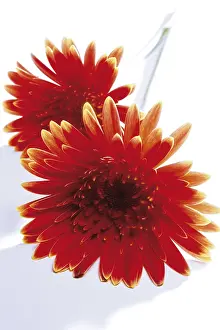 Indoor Plant Care Stampe: Gerbera