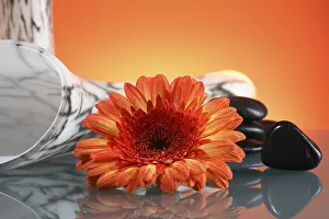 Orange Blossom Stampe: Gerbera