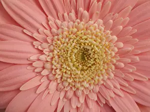 Asteraceae Plant Stampe: Gerbera