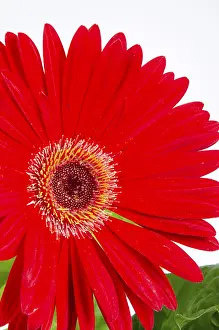 Deserted Flowers Stampe: Gerbera