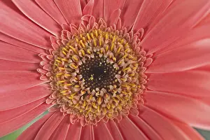 Gerbera Flower Detail Stampe: Gerbera, flower detail