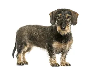 Thoroughbred Dog Head Shot Stampe: German Wirehaired Pointer in front of white background