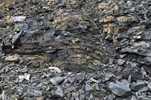 Thuringia Nature Reserve Stampe: Germany, graptolites, Thuringia