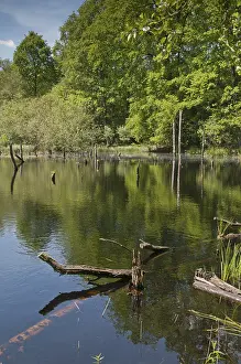 Thuringia Nature Reserve Stampe: Germany, Greiz, Struth, Thuringia