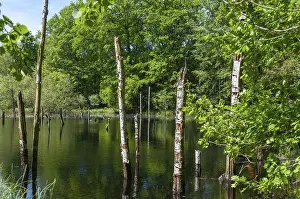 German Nature Reserve Stampe: Germany, Greiz, Struth, Thuringia