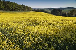 German Landscape Photography Stampe: Germany, Greiz, Thuringia, Thuringia