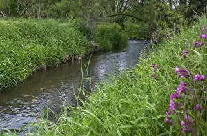 European River Landscapes Stampe: Germany, Greiz, Thuringia, Weidatal