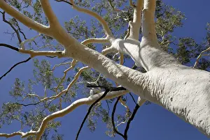 Australian Flora And Fauna Stampe: Top of a Ghost Tree (Eucalyptus)