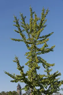 German Cathedral Architecture Stampe: Ginkgo tree in front of a cloudless sky