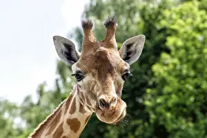 Protected Area Conservation Efforts Stampe: Giraffe