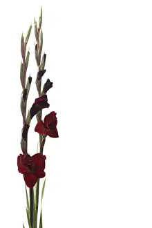 Studio Background Flowers Stampe: Gladiolus