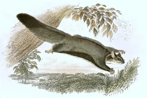 Historic Animal Illustration Stampe: Gliding hawk, Petaurus sciureus