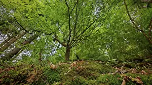 German Nature Reserve Stampe: A glimpse of the treetops of a dense