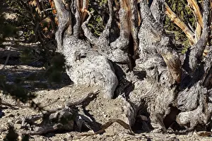 Great Basin Bristlecone Pine Stampe: Gnarled tree trunk, structures