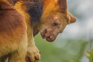 Ctenomyidae Stampe: Canguro della foresta di Goodfellow