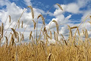 Ripe Grain Cultivation Stampe: Grain field against cloudy sky
