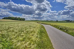 Grain Fields Germany Stampe: Grain fields, between forest and individual trees