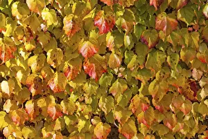 Autumn Leaf Color Stampe: Grape Vine (Vitis vinifera subsp)
