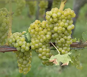 Wine Grape Variety Stampe: Grapes