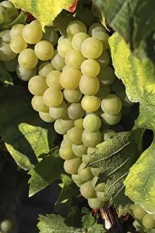 Wine Grape Images Stampe: Grapes