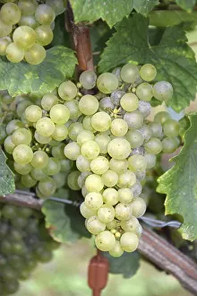 Grape Nutrition Facts Stampe: Grapes