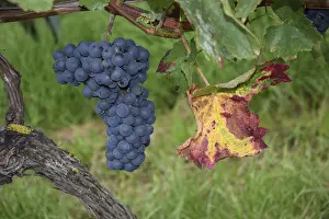 Vineyard Landscape Photography Stampe: Grapes