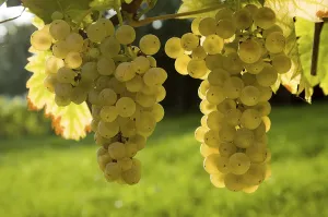 Wine Grape Vine Stampe: Grapes in back light