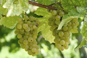 Autumnal Landscape Stampe: Grapevine