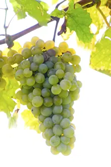 Autumn Landscape Stampe: Grapevine