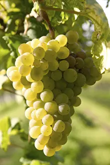 Autumn Color Stampe: Grapevine