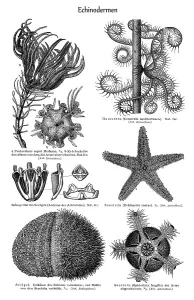 Historical Animal Illustrations Online Stampe: Graphic image of Echinoderms (Echinodermata)
