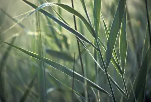 Detailed Plant Images Stampe: Gras