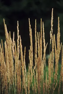 Summer Vegetation Stampe: Grass
