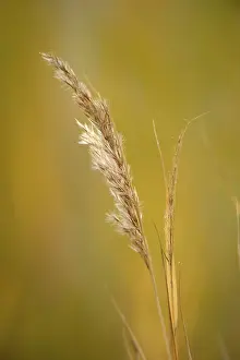 Nature Conservation Area Photo Stampe: Grass