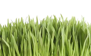 Nature Botany Images Stampe: Grass