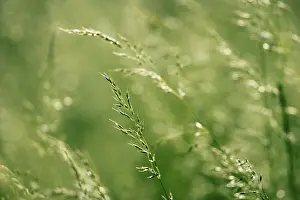 No People Outdoor Scenes Stampe: Grass